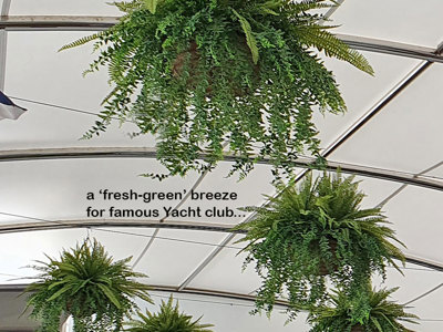 famous Yacht Club catches a cool-green breeze...