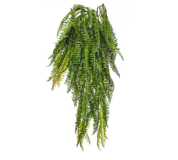Fish-bone Fern- trailing UV