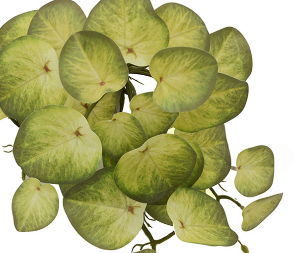 Bushes...sml trailers- Water Plant [Pilea]