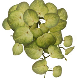 Bushes...sml trailers- Water Plant [Pilea] - artificial plants, flowers & trees - image 2