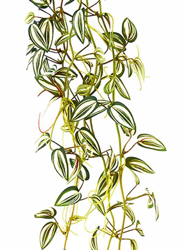 Trailing Tradescantia [Wandering Jew plant]