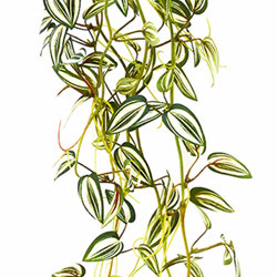 Trailing Tradescantia [Wandering Jew plant] - artificial plants, flowers & trees - image 1