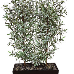 Trough Planters- with Olive Trees 1.7m - artificial plants, flowers & trees - image 4
