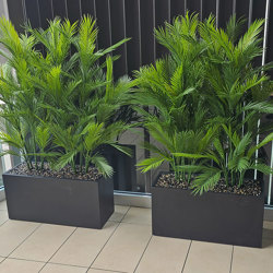 Trough Planters- with UV Parlour Palms 1.8m tall - artificial plants, flowers & trees - image 4