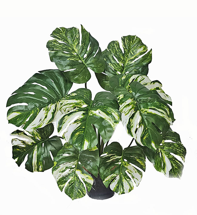 Monsterio Varegated Plant 60cm x 10 lvs 