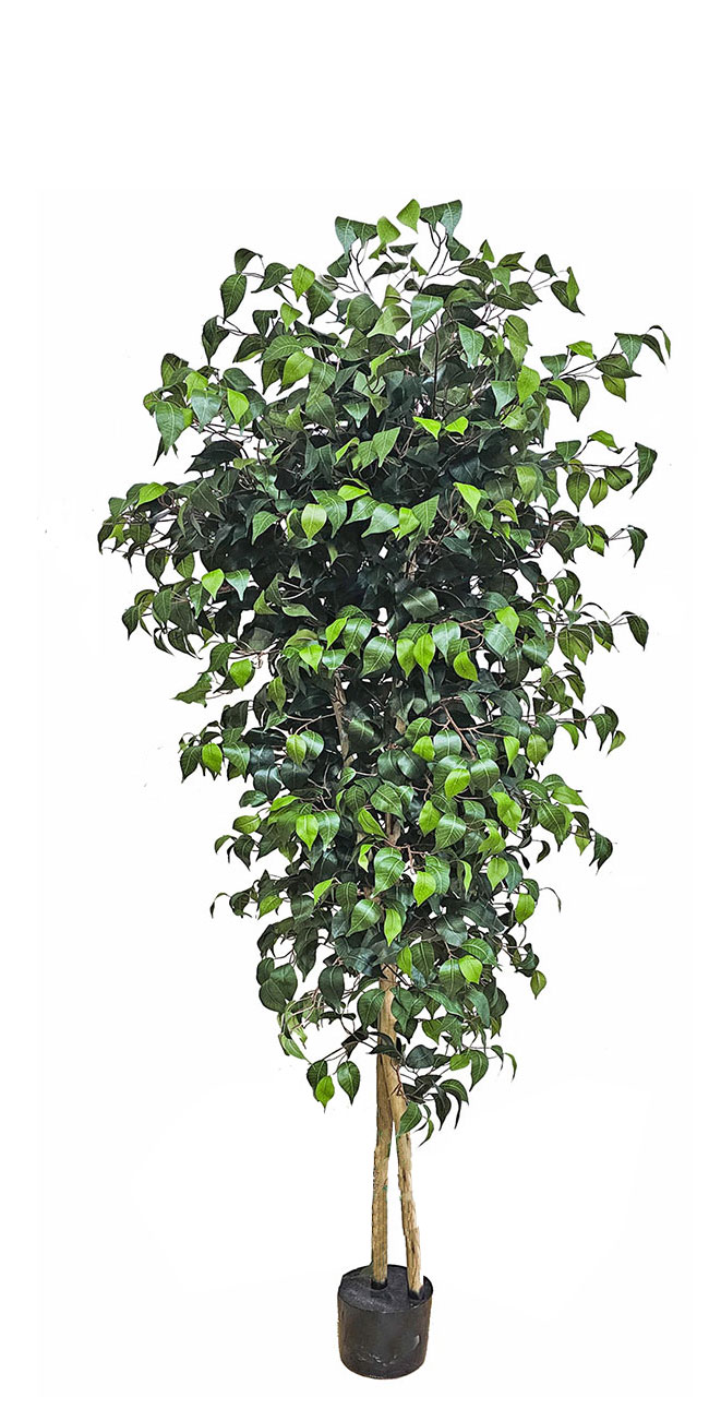 Weeping Ficus 1.5m UV-rated