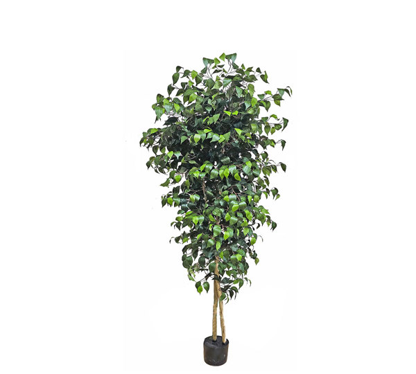 Weeping Ficus 1.5m UV-rated