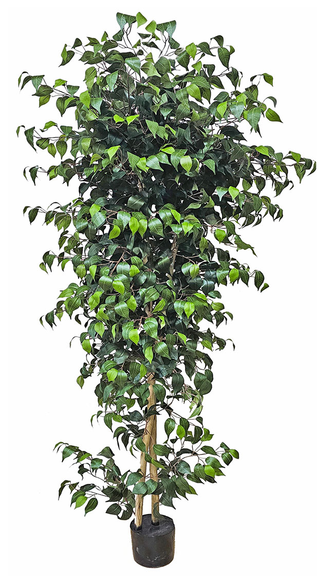 Weeping Ficus 1.5m UV-rated