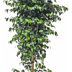 Weeping Ficus 1.5m UV-rated - artificial plants, flowers & trees - image 2