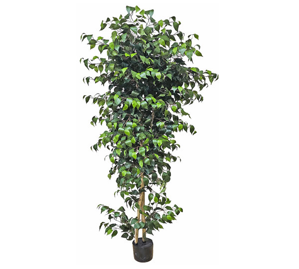 Weeping Ficus 1.5m UV-rated
