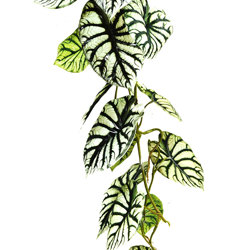 Trailing Vine- 1.2m Caladium green-white - artificial plants, flowers & trees - image 2