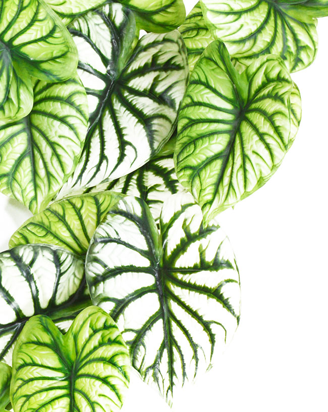 Trailing Vine- 1.2m Caladium green-white