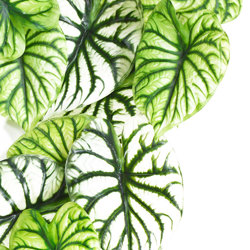 Trailing Vine- 1.2m Caladium green-white - artificial plants, flowers & trees - image 1