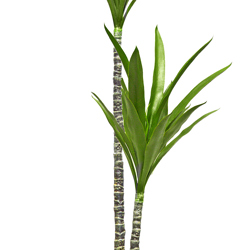 Yucca Tree- 1.8m with 2 heads - artificial plants, flowers & trees - image 2