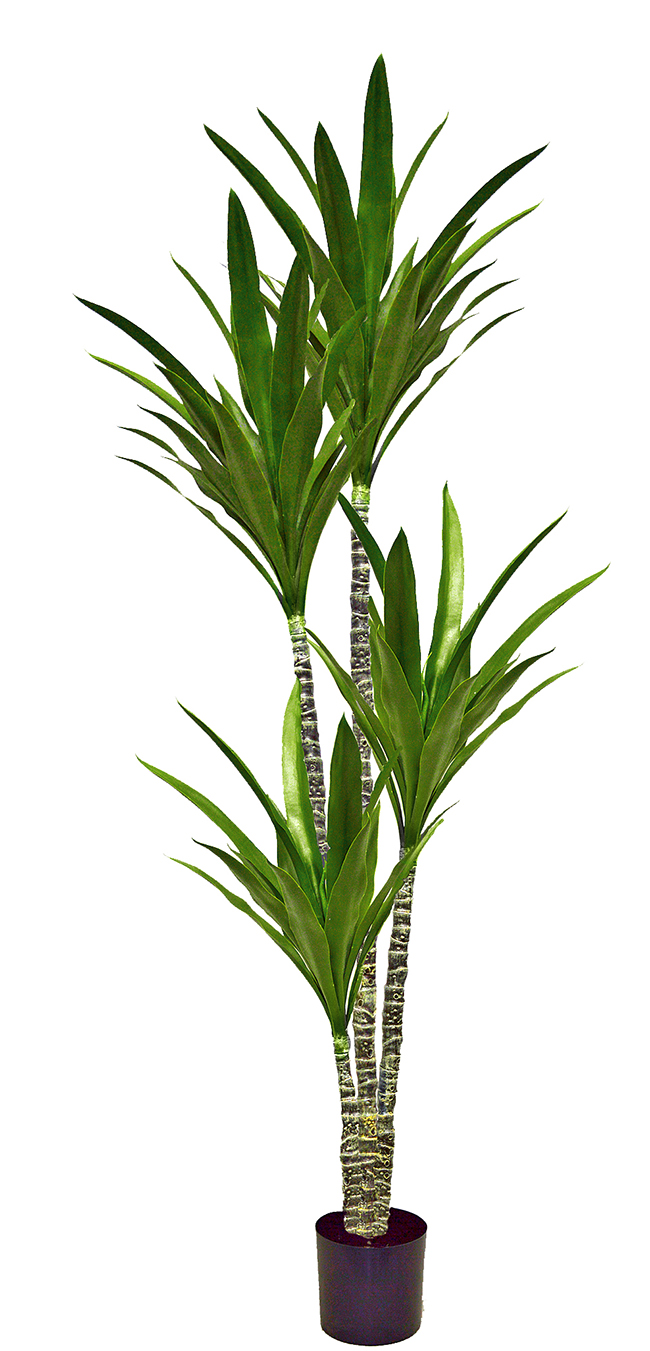 Yucca Tree- 1.8m with 4 heads