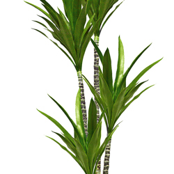 Yucca Tree- 1.8m with 4 heads - artificial plants, flowers & trees - image 4