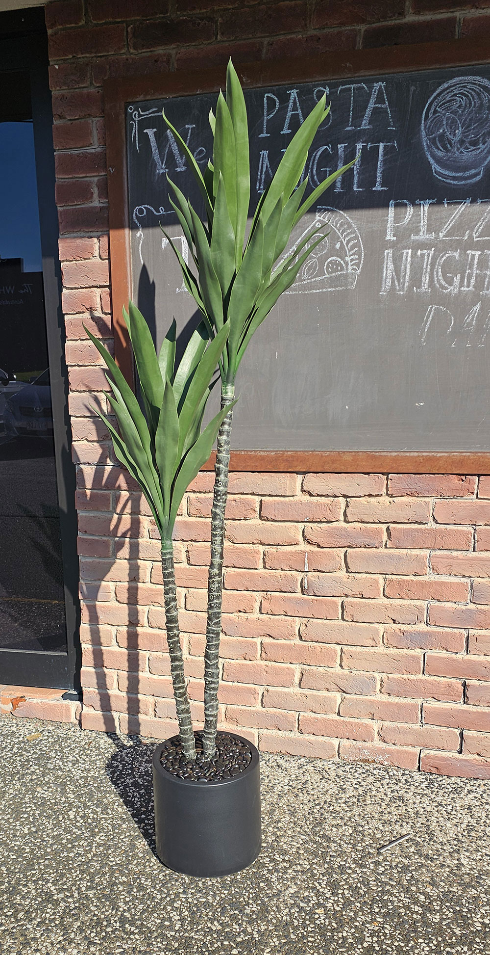 Yucca Tree- 1.2m with 2 heads 