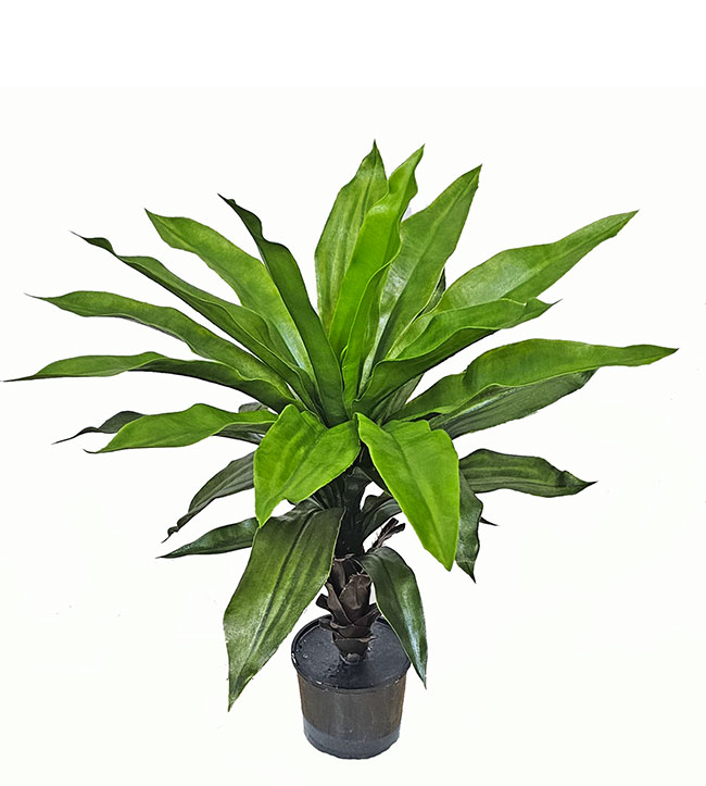 Yucca- UV 70cm in plastic pot