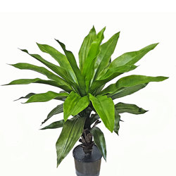 Yucca- UV 70cm in plastic pot - artificial plants, flowers & trees - image 1