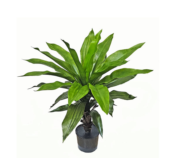Yucca- UV 70cm in plastic pot