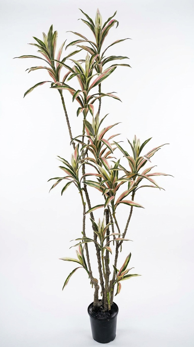 Yucca- 'pink slipper' 1.75m with 10 heads
