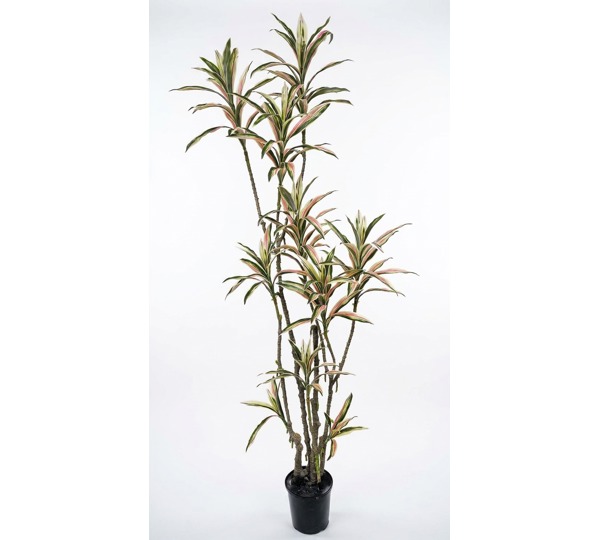 Yucca- 'pink slipper' 1.75m with 10 heads