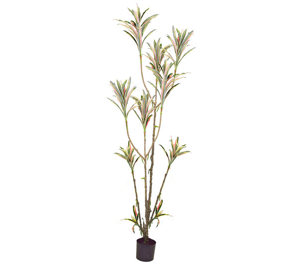 Yucca- 'pink slipper' 2m with 15 heads