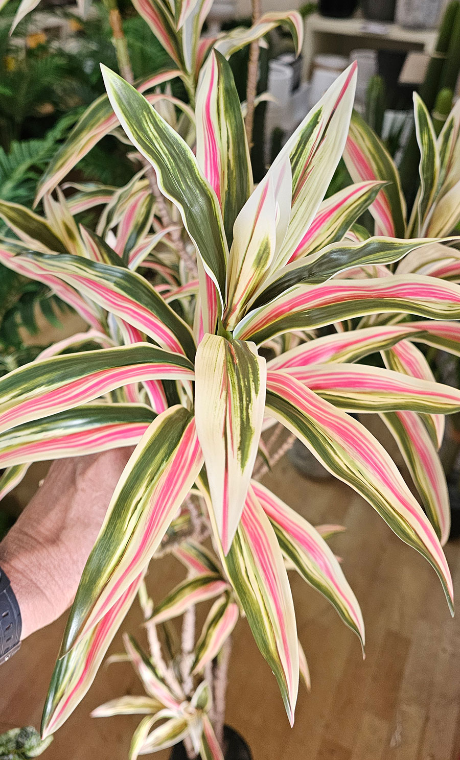 Yucca- 'pink slipper' 1.75m with 10 heads