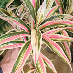 Yucca- 'pink slipper' 1.75m with 10 heads - artificial plants, flowers & trees - image 1