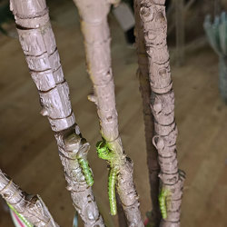 Yucca- 'pink slipper' 1.75m with 10 heads - artificial plants, flowers & trees - image 2