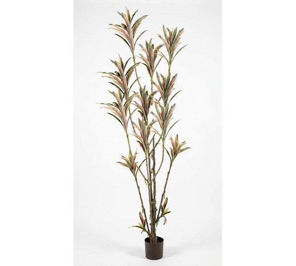 Yucca- 'pink slipper' 2m with 15 heads
