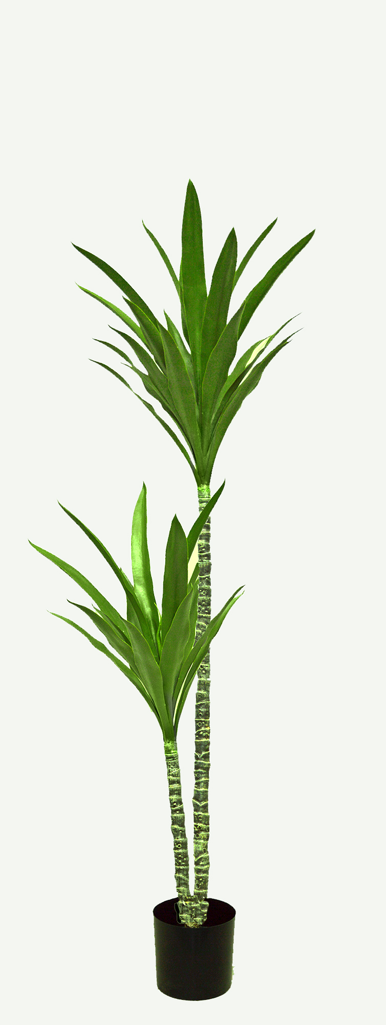 Yucca Tree- 1.6m with 3 heads
