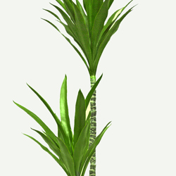 Yucca Tree- 1.6m with 3 heads - artificial plants, flowers & trees - image 1