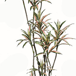 Yucca- 'pink slipper' 1.75m with 10 heads - artificial plants, flowers & trees - image 3