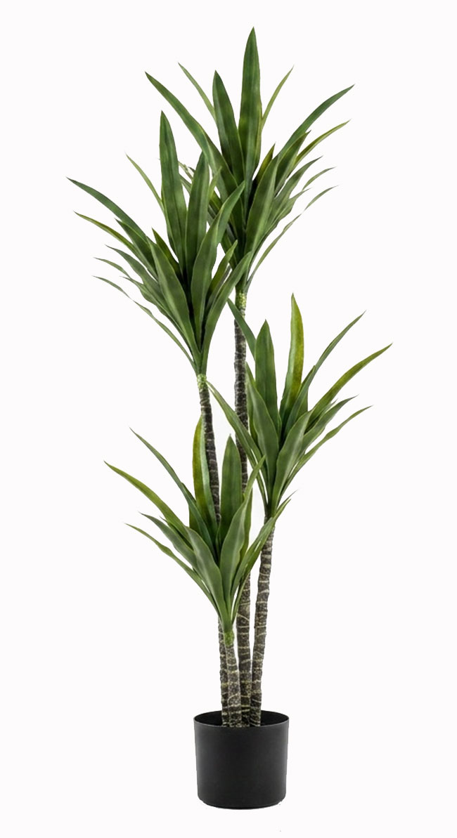 Yucca Tree- 1.8m with 4 heads