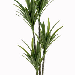 Yucca Tree- 1.8m with 4 heads - artificial plants, flowers & trees - image 5