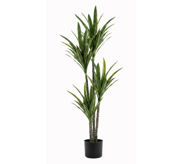 Yucca Tree- 1.8m with 4 heads
