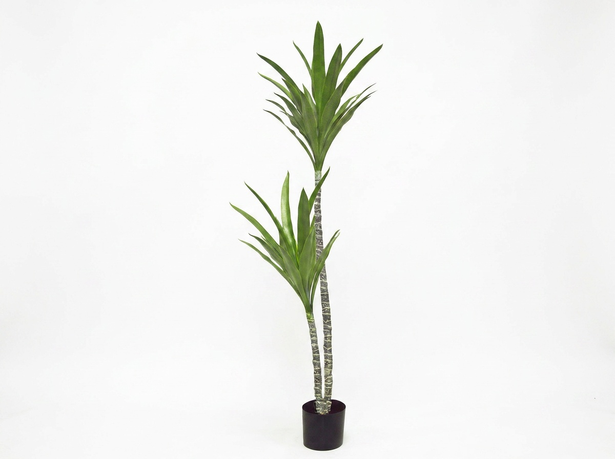 Yucca Tree- 1.2m with 2 heads 
