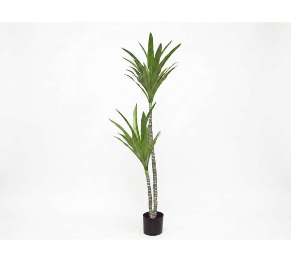 Yucca Tree- 1.2m with 2 heads