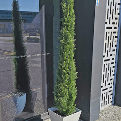 Pencil Pine 1.8m UV - artificial plants, flowers & trees - image 2
