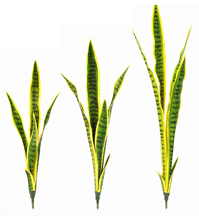 Sanseviera Plants- loose in 60cm size  