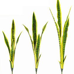 Sanseviera Plants- loose in 93cm size - artificial plants, flowers & trees - image 4