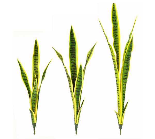 Sanseviera Plants- loose in 93cm size