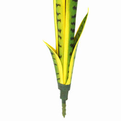Sanseviera Plants- loose in 93cm size - artificial plants, flowers & trees - image 2