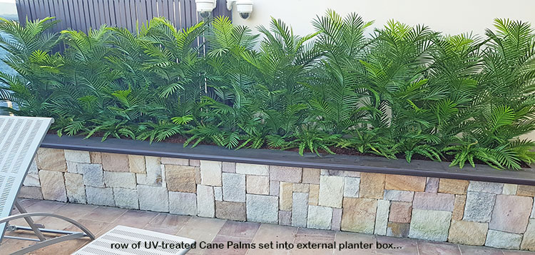 Artificial Palms replace 'dead palms' in external planter... image 5