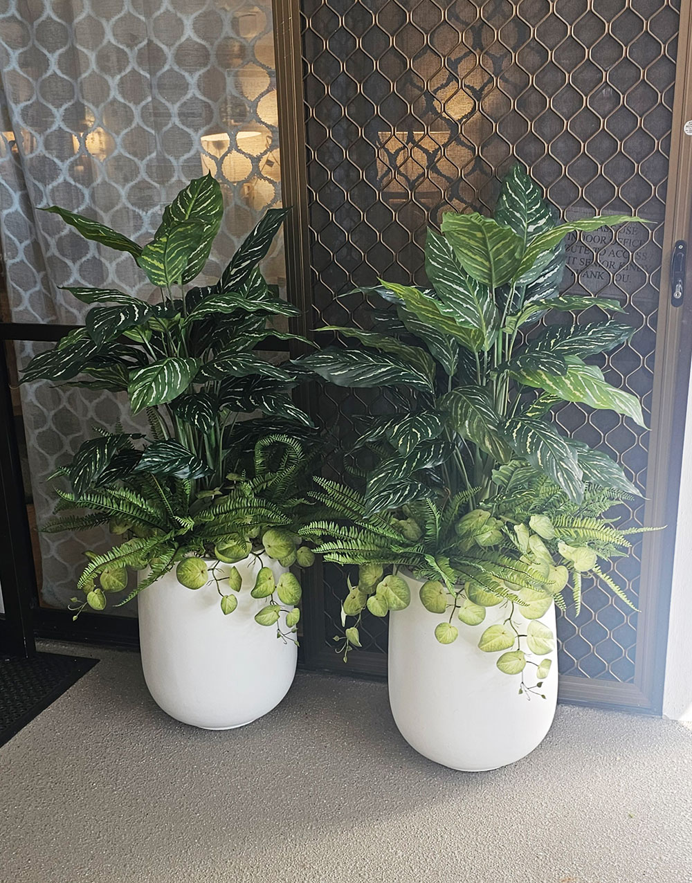 Silver Princess Plant 1.2m