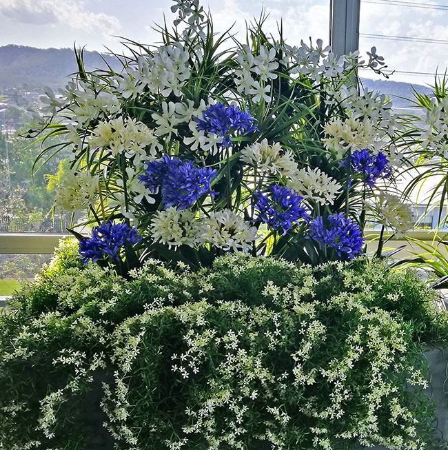 Colour & Greenery brighten-up penthouse balcony image 3