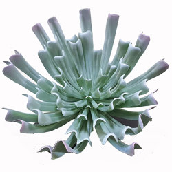 Succulent- Grey Aeonium - artificial plants, flowers & trees - image 2