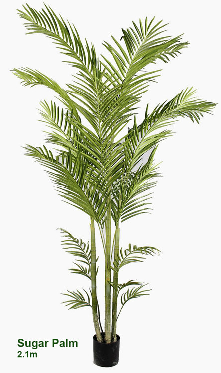 Articial Plants - Sugar Palm 2.1m 