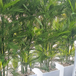 Parlour Palm UV 0.9m - artificial plants, flowers & trees - image 1